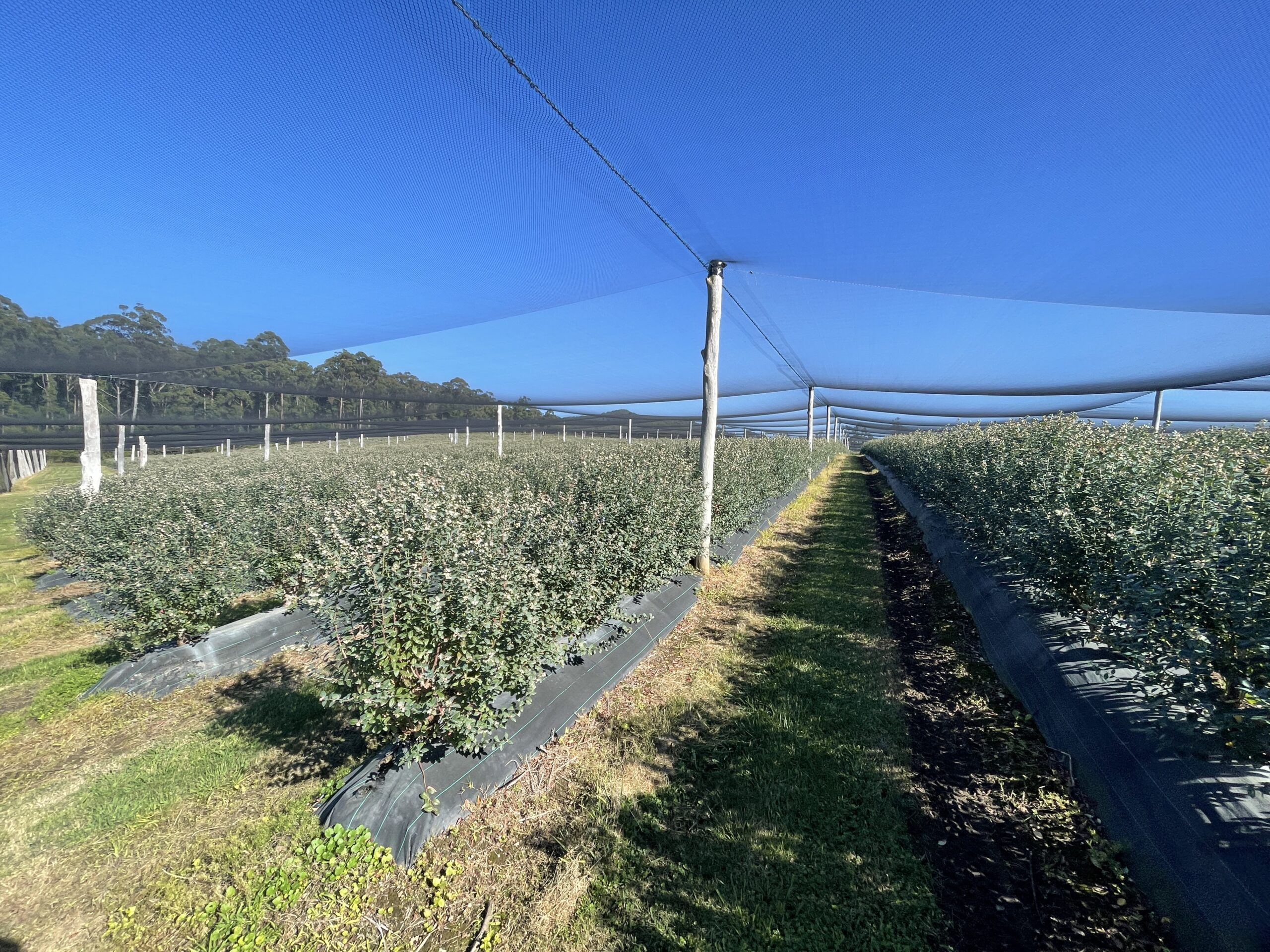 Farm Blueberry Farm Bucca NSW Brendan